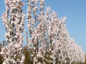 - Prunus serrulata “Amanogawa”