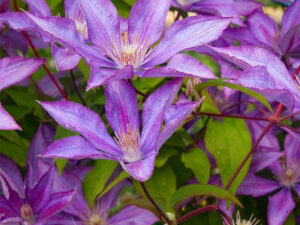 Clematis “Dorothy Walton”