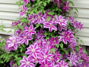 Clematis “Dr. Ruppel”