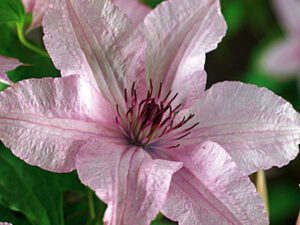 Clematis Landhaus 'Hagley Hybrid'