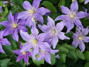 Clematis 'Justa'