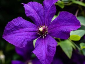 - Clematis 'Polish Spirit'