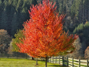 Acer rubrum "October Glory"