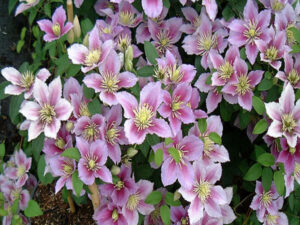 - Clematis Piilu