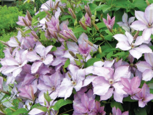 Clematis Margaret Hunt