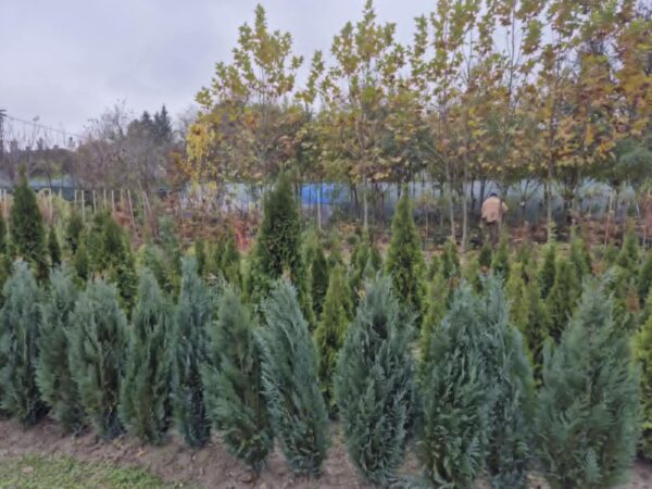 BILJKE ZA SENKU I POLUSENKU, ČETINARI, ZIMZELENE I ČETINARSKE ŽIVE OGRADE, ŽIVE OGRADE, - Chamaecyparis lawsoniana „Columnaris“