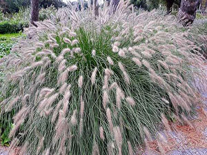 Pennisetum alopecuroides