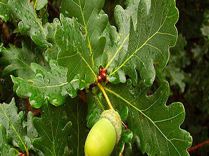 Hrast lužnjak - Quercus robur