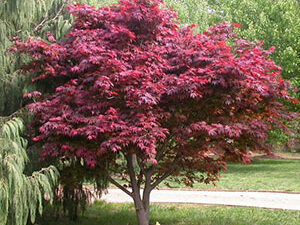 - Japanski javor - Acer palmatum Atropurpureum