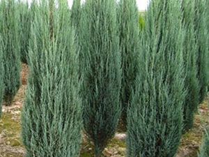 - Juniperus virginiana ‘SKYROCKET’