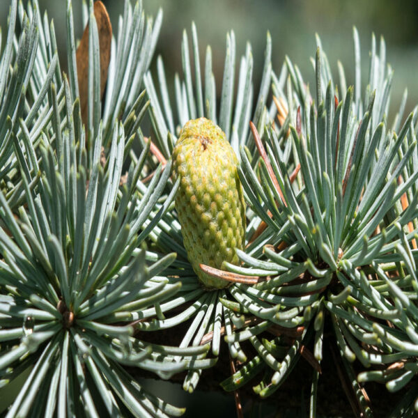 ČETINARI, ZIMZELENE I ČETINARSKE ŽIVE OGRADE, ŽIVE OGRADE, - Atlaski kedar - Cedrus atlantica