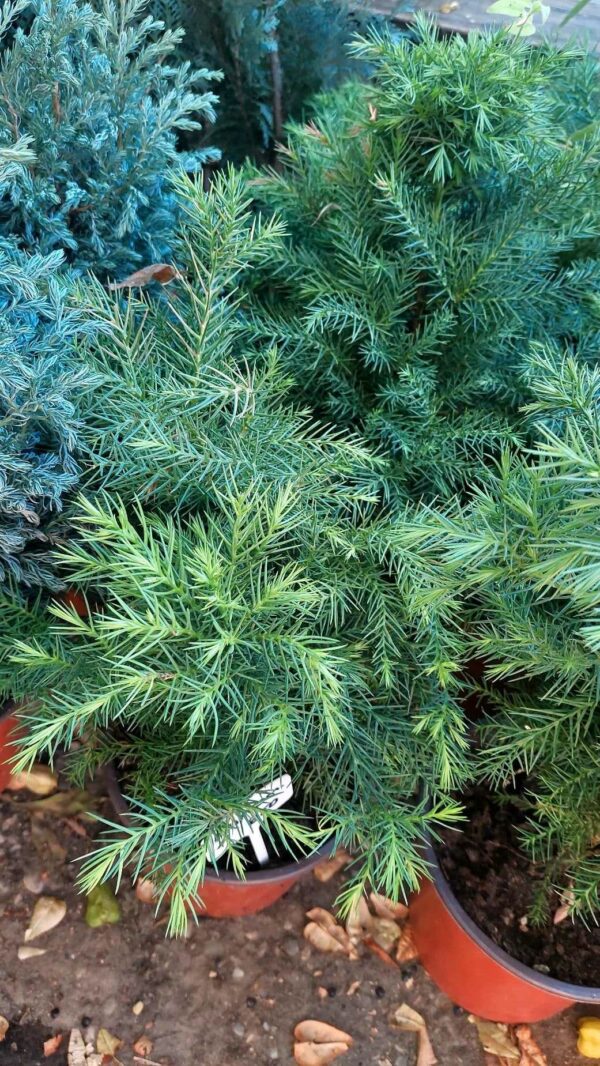 ČETINARI, - Japanska kriptomeria - Cryptomeria japonica