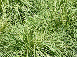 -Carex frosted