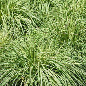 UKRASNE TRAVE, -Carex frosted