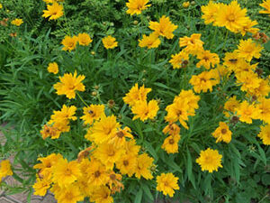 - Coreopsis grandiflora