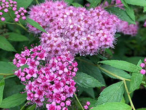 - Spirea bumalda