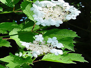 - Viburnum tinus